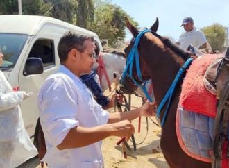 موعد بطولة الفروسية الدولية بالأهرامات.. تفاصيل استعدادات الزراعة البيطرية