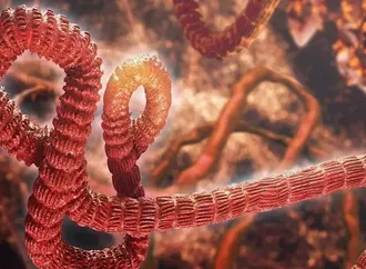 هل أصبح تفشي فيروس إيبولا الأكثر فتكًا في تاريج الكونغو؟
