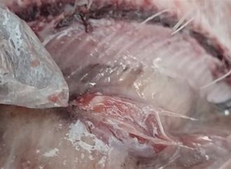 "بيطري الغربية": ضبط 3.5 طن لحوم وأسماك مدخنة فاسدة قبل طرحها في الأسواق