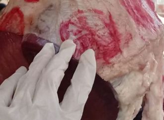 "الخدمات البيطرية": تكثيف الحملات الرقابية على المحال والجزارات لضمان سلامة وجودة اللحوم بالأسواق