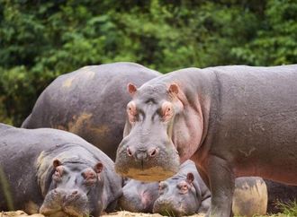 كولومبيا تقر خطة لإعدام عشرات من حيوانات فرس النهر التي جلبها بابلو إسكوبار