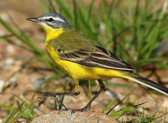 اختفاء "أم قيردون".. إنذار صامت من الطبيعة عن بدء صيف السودان القاسي