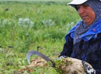 زراعة الشرقية: لدينا 72 ألف فدان بنجر هذا العام بزيادة 22 ألفا عن العام الماضى