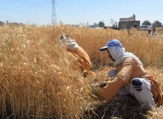 عبد الغفار السلامونى: زيادة سعر  الأردب يسهم فى زيادة توريد القمح إلى 5 ملايين طن