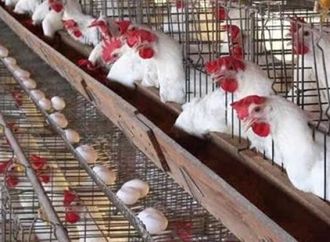 أسعار الدواجن اليوم في مصر السبت 4-4 - 2026