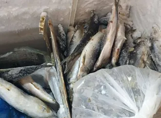 استعداداً لشم النسيم.. ضبط 10 أطنان أسماك مجهولة المصدر وغير صالحة للاستهلاك في الشرقية 