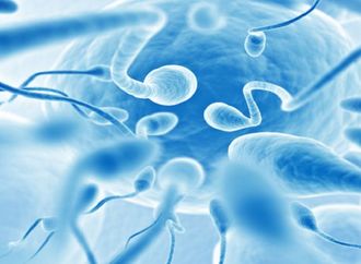 دراسة تكشف نمطا موسميا لجودة الحيوانات المنوية