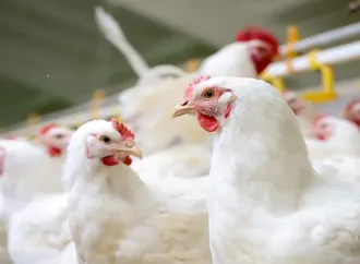 ارتفاع أسعار الدواجن والبيض اليوم الخميس بالأسواق (موقع رسمي)