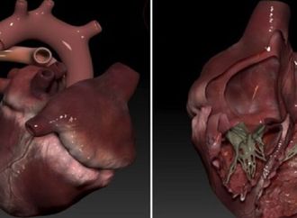 علماء يبتكرون نموذجا ثلاثي الأبعاد للقلب يحاكي نبضه