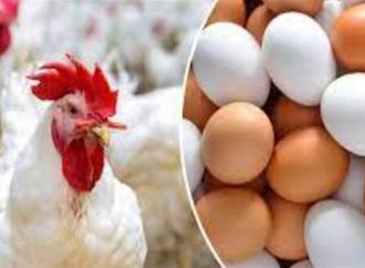 أسعار الدواجن والبيض مساء السبت 10يناير 2026