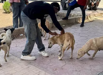 أسيوط الجديدة تحصّن 150 كلبًا حرًا ضمن حملة لمكافحة السعار (صور)