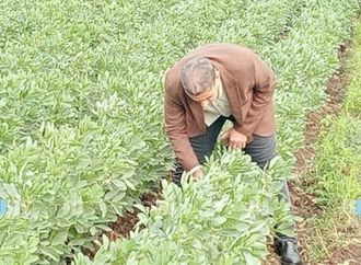 وكيل "زراعة كفر الشيخ" يتفقد زراعات القمح والفول والبصل ويستمع للمزارعين