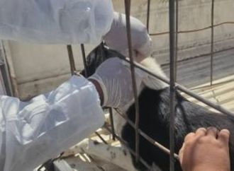 تحصين 48 كلبا ضالا والتحفظ على 7 بعد بلاغ عقر بقرية أولاد عزاز بسوهاج.. صور