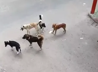 وزير الزراعة يكشف السبب في ارتفاع أعداد الكلاب الضالة وخطة السيطرة عليها