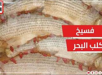 فسيخ كلب البحر في أسوان؟! القصة الكاملة لحاجة محدش متوقعها