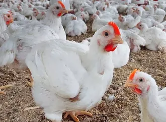 هل انخفض سعر كيلو الدواجن إلى 55 جنيهًا؟ الشعبة توضح
