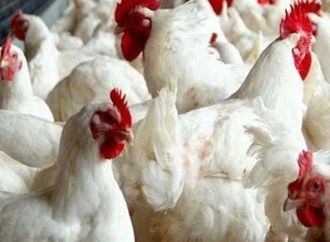 رئيس اتحاد منتجي الدواجن: لا توجد مخاوف من ارتفاع الأسعار في رمضان