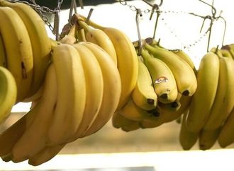 هل يحتوي الموز على نسبة خطيرة من الإشعاع؟