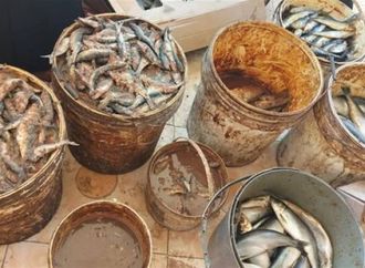 حملات مكثفة تضبط أكثر من 700 كيلو فسيخ ورنجة وسردين وتحرر 130 محضرًا تموينيًا بالمنوفية