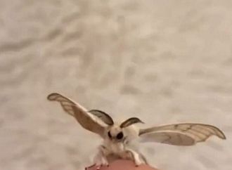 "الديدان المجنونة" تهاجم كولورادو