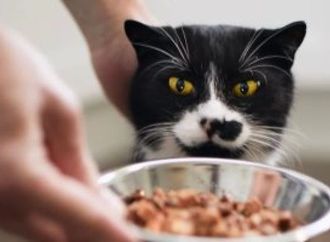 كيف تهدد الحيوانات الأليفة صحة عينيك.. 7 نصائح لازم تعرفها