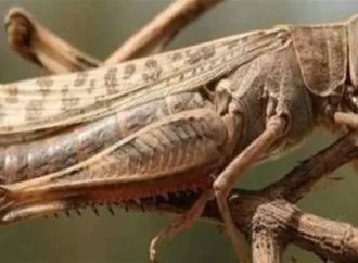 ذعر في إسرائيل.. مخاوف من وصول أسراب الجراد الصحراوي من مصر بسبب موجة الحر