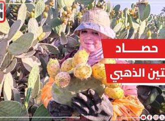 كوز العسل يا تين.. فرحة بمزارع القليوبية بحصاد الثمرة الذهبية