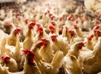 الكتكوت بـ29 جنيه.. مفاجأة بشأن أسعار البانيه والفراخ بالأسواق