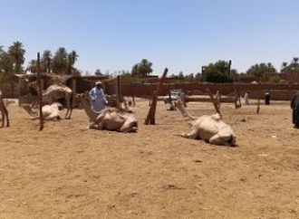 سوق دراو.. أكبر أسواق الإبل بأسوان يضم عشرات المستوردين والتجار.. صور
