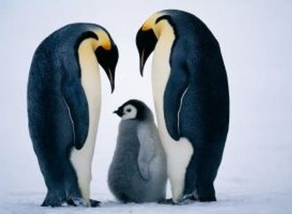 تصنيف «بطريق الإمبراطور» ضمن الأنواع المهددة بالانقراض