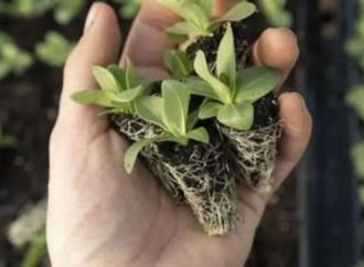 اليوم العالمى لتقدير النباتات 13 أبريل واحتفاء عالمى بالخضرة وفوائدها