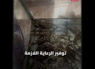 30 تمساح متهربين في شنطة داخل قطار...ايه الحكاية؟
