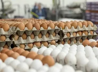 نشرة التوك شو| خسائر بقطاع الدواجن.. وبدء تجارب حقنة جينية جديدة لعلاج السرطان