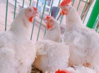الفراخ بيضاء بـ 78 جنيه.. أسعار الدواجن بكفر الشيخ السبت 10 يناير 2026