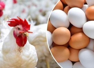 أسعار الدواجن اليوم الثلاثاء 25 أغسطس 2026