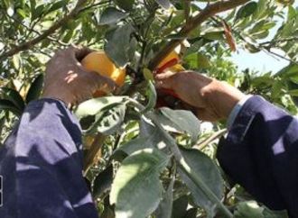 2.3 مليون طن موالح و929 ألف طن بطاطس.. خريطة القوة التصديرية للزراعة المصرية