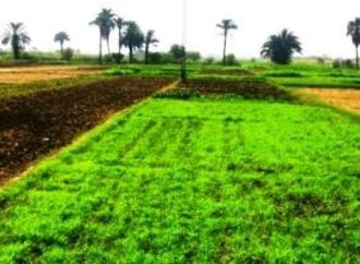 الصيف يعلن سيطرته.. مركز المناخ يصدر دليلا عاجلا لحماية المحاصيل من الشمس
