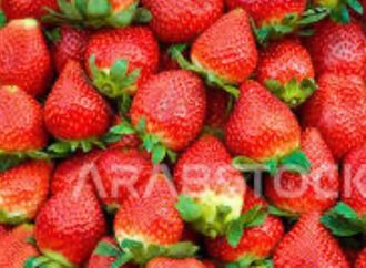 إبراهيم البشاري : زيادة إنتاجية الفراولة بنسبة تتراوح بين 30% و40%