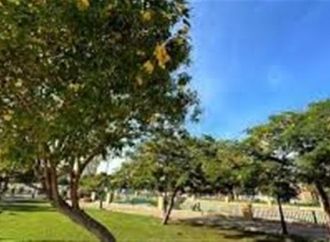 زراعة الأشجار تُعيد الحياة لحديقة جاردن سيتي بالإسماعيلية