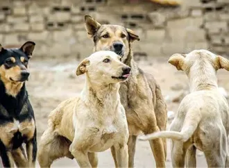 قرار جديد لاحتواء أزمة الكلاب الضالة فى مصر.. ورفض قاطع لتطبيق سيناريو تركيا