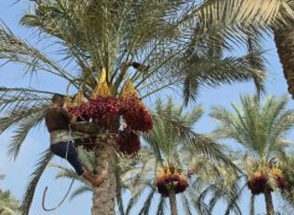 انطلاق موسم حصاد البلح فى مدينة القرين بلد المليون نخلة.. صور