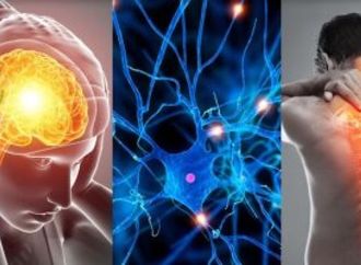 دراسة تكشف كيف يسبب التصلب المتعدد تلف خلايا المخ وآمال لعلاج جديد