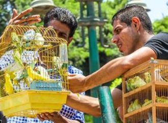 هل تربية الحمام أو العصافير فى البيت تضر الرئة؟.. حالة نادرة وهذه علاماتها