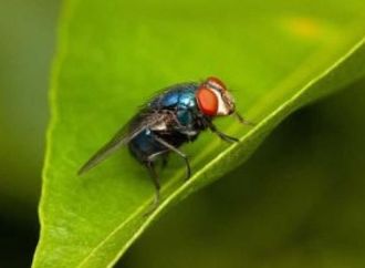 طرق طبيعية لطرد الذباب من منزلك.. حلول آمنة وفعّالة