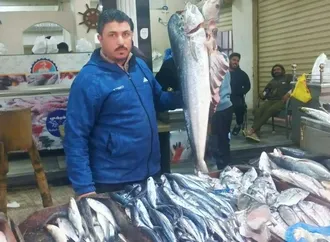 الوقار بـ 450 جنيه الكيلو .. أسعار السمك اليوم الخميس في سوق مطروح