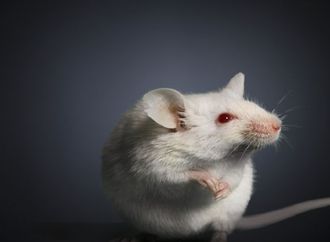 اختراق علمي: إعادة بناء مقاطع فيديو لما تراه الفئران عبر تحليل نشاط أدمغتها فقط