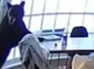 دب جائع يتسلل إلى منزل أمريكى ويأخذ وجبة إفطاره فى المطبخ.. فيديو