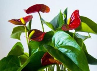 استغل معرض الزهور.. 5 نباتات مثالية لغرفة النوم لتعزيز الهدوء والاسترخاء