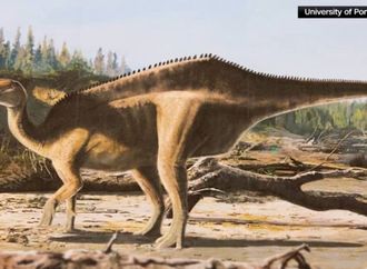 من هم الذين سبقونا؟ أحافير بشرية في المغرب قد تكون جزءًا من حل اللغز