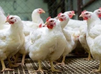 أسعار الفراخ البيضاء اليوم الجمعة 10-4-2026 فى بورصة الدواجن.. استقرار نسبى
